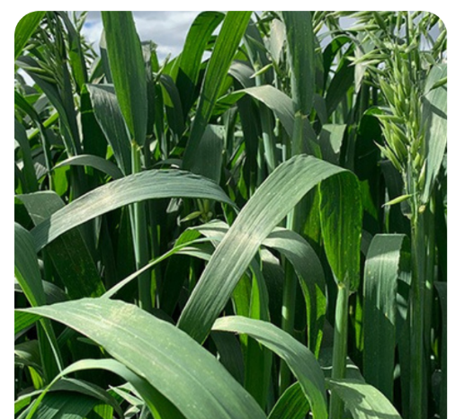 Avena Forrajera Altoandina