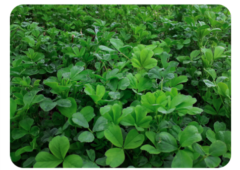 Alfagenes 10-10 Plus