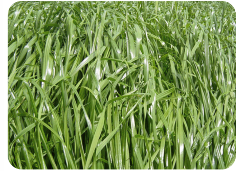 Tetrablend SF Italiano