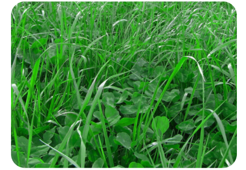 Tetrablend SF 880 Dry