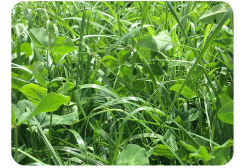 Tetrablend SF Proteico