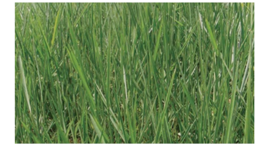 LLANERO (DICTYONEURA)