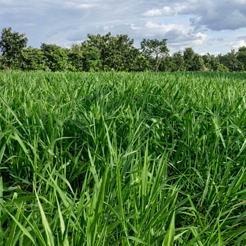 RUZIZIENSIS