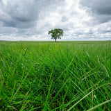 LLANERO (DICTYONEURA)