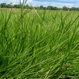 LLANERO (DICTYONEURA)