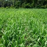 TANZANIA