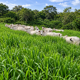 MARANDÚ