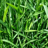 PIATA